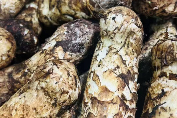 松茸可以直接吃嗎，松茸可以整個煮嗎